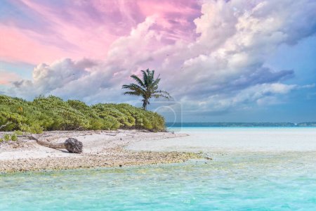 Foto de Bora Bora, paradisíaca playa de palmeras y aguas cristalinas del océano turquesa en la Polinesia Francesa, con cocoteros - Imagen libre de derechos