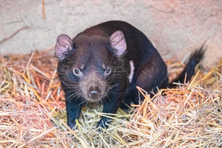 Foto de Tasmanian devil, Sarcophilus harrisii, funny animal - Imagen libre de derechos