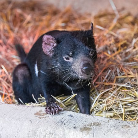 Foto de Diablo de Tasmania, Sarcophilus harrisii, animal divertido - Imagen libre de derechos