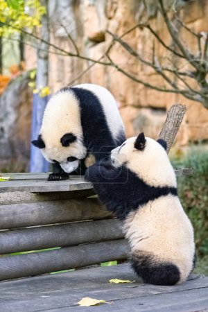 Giant pandas, bear pandas, two babies playing together outdoors