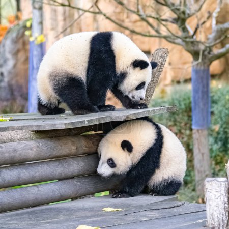 Giant pandas, bear pandas, two babies playing together outdoors