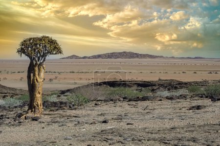 Foto de Un carcaj ver en la sabana en Namibia, paisaje africano - Imagen libre de derechos