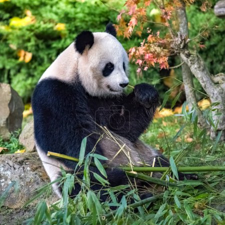 Junger Riesenpanda frisst Bambus im Gras, Portrait