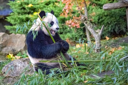 Junger Riesenpanda frisst Bambus im Gras, Portrait