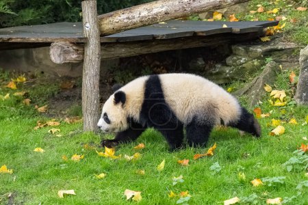 A giant panda, a cute baby panda walking, funny animal