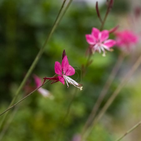 Beeblossom de Lindheimer, flores rosadas en el jardín en primavera