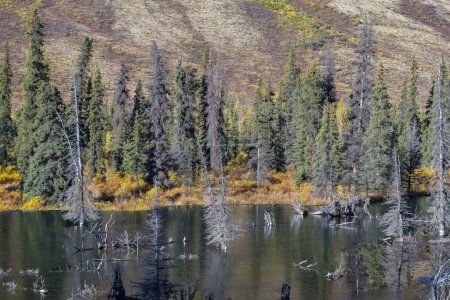 Yukon in Canada, wild landscape in autumn of the Tombstone park, with the lake