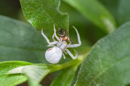 Crab spider, Misumena vatia, a spider eating a fly in spring