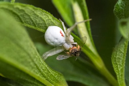 Crab spider, Misumena vatia, a spider eating a fly in spring