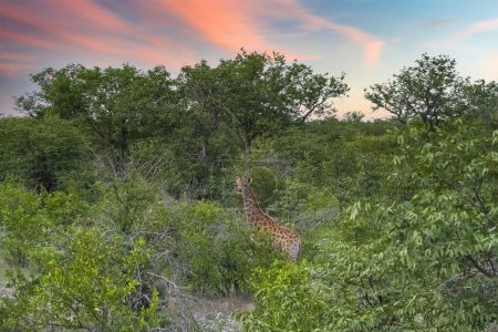 Eine Giraffe frisst Akazien im Busch in Namibia