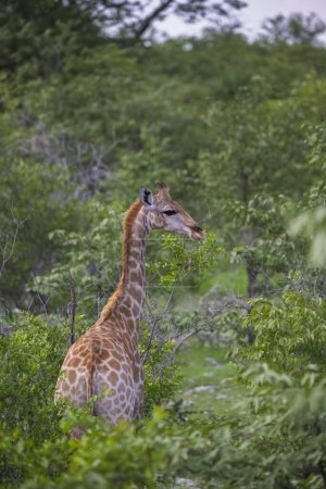 A giraffe eating acacia trees in the bush in Namibia