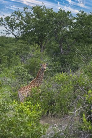 A giraffe eating acacia trees in the bush in Namibia