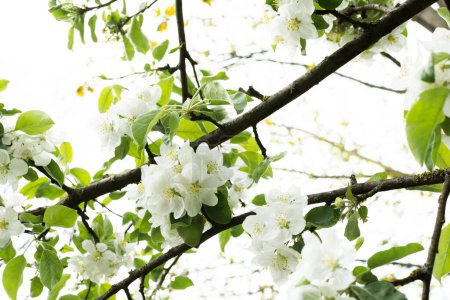 Foto de Ramas florecientes de manzano se cierran en el jardín - Imagen libre de derechos