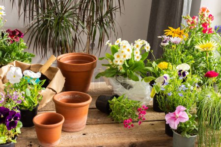 Téléchargez les photos : Spring decoration of a home balcony or terrace with flowers, transplanting flowers from temporary pots to permanent ones, home gardening and hobbies, biophilic design - en image libre de droit