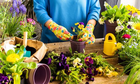 Foto de Spring decoration of a home balcony or terrace with flowers, woman transplanting a flowers pansies into a clay pot, home gardening and hobbies, biophilic design - Imagen libre de derechos