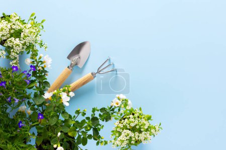 Photo for Spring decoration of a home balcony or terrace with flowers, Lobelia and Alyssum, Bacopa on a blue background, home gardening and hobbies - Royalty Free Image