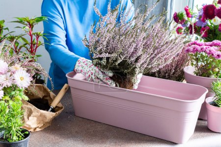 Une femme transplante de la bruyère commune ou de l'erica dans un pot, plante des fleurs d'automne dans des pots, décore un balcon ou une terrasse en automne