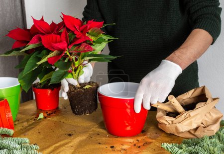 Photo for Transplanting Poinsettia Christmas Flowers into red and green pots, man transplanting flowers, home decoration at Christmas,Merry Christmas Concept - Royalty Free Image