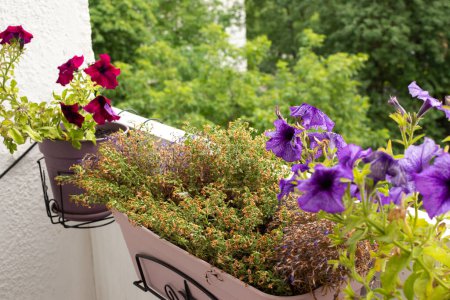 Téléchargez les photos : Le processus de séchage des fleurs d'été sur un balcon ou une terrasse, les fleurs d'été séchées en pots, la transition de l'été à l'automne - en image libre de droit