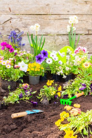 Transplanting spring flowers from a pot into the ground, Geranium and Viola, Mimulus and Petunia, Narcissus , Osteospermum, home gardening and hobbies, spring garden decoration with flowers