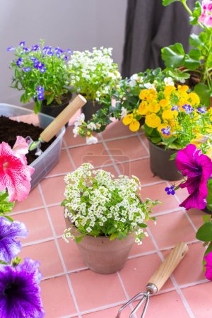 Téléchargez les photos : Plantation d'un Alyssum dans un pot, décoration printanière d'un balcon ou d'une terrasse à la maison avec des fleurs, fleurs sur un fond de tuiles roses, jardinage à la maison et passe temps - en image libre de droit