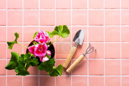 Spring decoration of a home balcony or terrace with flowers, pink geranium flower with spatula and rake on pink tile background, home gardening and hobbies, biophilic design