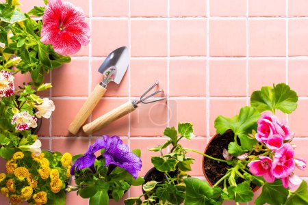 Spring decoration of a home balcony or terrace with flowers, geranium flower and petunias and ivy with spatula and rake on pink tile background, home gardening and hobbies, biophilic design