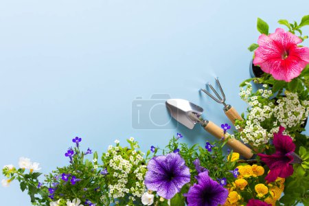 Spring decoration of a home balcony or terrace with flowers, Lobelia and Alyssum, Bacopa and Petunia on a blue background, home gardening and hobbies