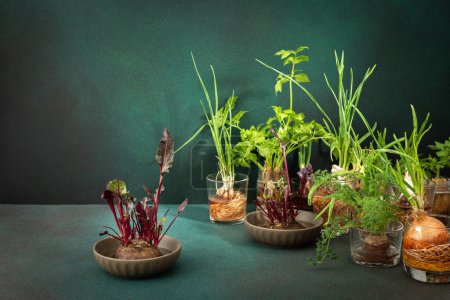Anbau aus Biomüll, austreibende Möhren und Rüben zu Hause, Zwiebeln und Sellerie und Knoblauch, gesundes und schmackhaftes Gemüse auf dem grünen Hintergrund