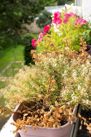 Le processus de séchage des fleurs d'été sur un balcon ou une terrasse, les fleurs d'été séchées en pots, la transition de l'été à l'automne