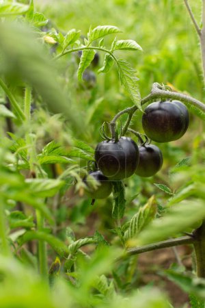 Tomates maduros Príncipe Negro en el jardín en el huerto, cosecha de verano