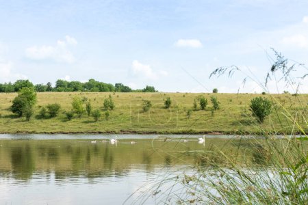 Summertime, une paire de cygnes adultes avec des poussins nagent sur le lac