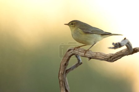 Photo for Iberian chiffchaff on a branch in an oak forest with the first light before dawn on an autumn day - Royalty Free Image