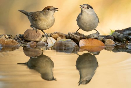 Photo for Male and female Common whitethroat drinking at a natural water point in a Mediterranean forest at first light on an autumn day - Royalty Free Image