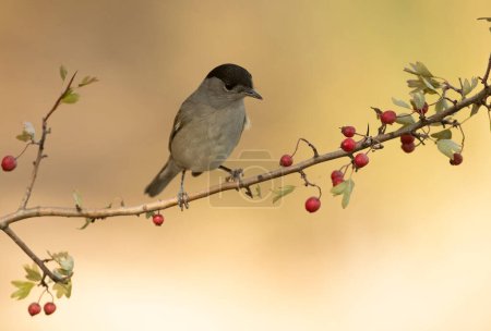 Photo for Common whitethroat male on a perch in a Mediterranean forest with the first light of an autumn day - Royalty Free Image