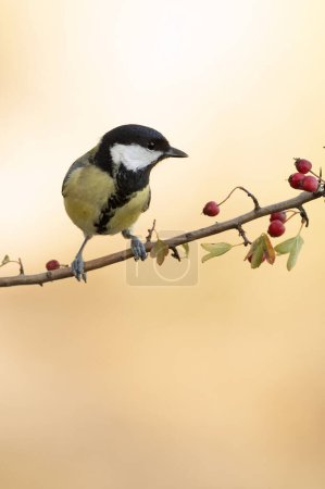 Photo for Great tit on a hawthorn branch with red fruits inside a Mediterranean forest with the last lights of the afternoon of an autumn day - Royalty Free Image