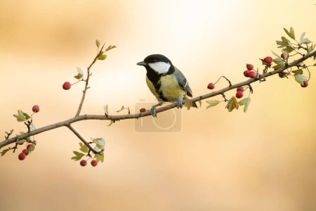 Great tit on a hawthorn branch with red fruits inside a Mediterranean forest with the last lights of the afternoon of an autumn day