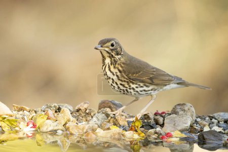 Photo for Song thrush at a water point in a Mediterranean forest with the first light of an autumn day - Royalty Free Image