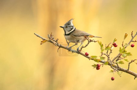 Photo for Crested tit on a hawthorn branch with red berries with the lights of dawn in a Mediterranean forest in autumn - Royalty Free Image