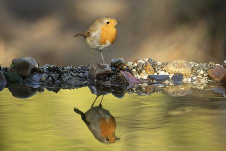 Foto de Robin europeo bebiendo en un punto de agua natural dentro de un bosque mediterráneo con las últimas luces de un día de otoño - Imagen libre de derechos