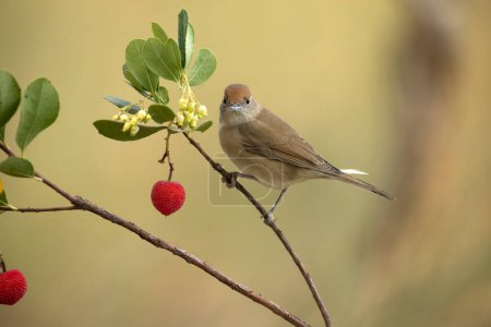 Photo for Common whitethroat female on a branch of an arbutus tree with fruits inside a Mediterranean forest with the first light of a cold day in late autumn - Royalty Free Image