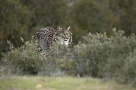 Photo for Adult male Iberian lynx in a Mediterranean oak forest with the first light of dawn - Royalty Free Image