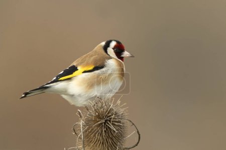 European goldfinch in a Mediterranean forest with the last light of the evening