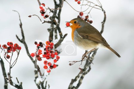 European robin eating red berries in an oak forest under a heavy snowfall on a cold January day