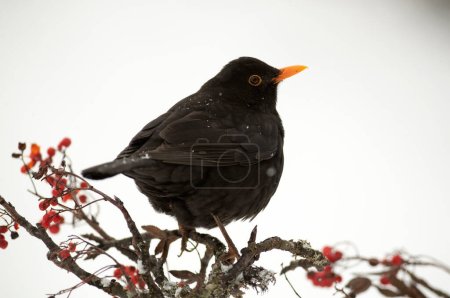 Common blackbird eating in an oak forest under a heavy snowfall in January