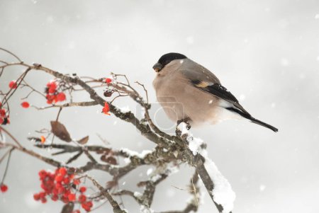 Eurasian bullfinch female eating red berries in an oak forest under a heavy snowfall on a cold January day