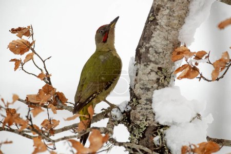 Foto de Pájaro carpintero verde macho en un frío nevando el día de enero en un bosque de robles - Imagen libre de derechos