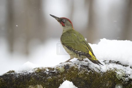 Foto de Pájaro carpintero verde macho en un frío nevando el día de enero en un bosque de robles - Imagen libre de derechos