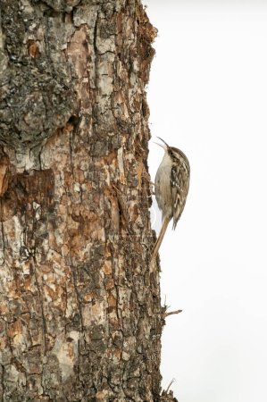 Photo for Short-toed treecreeper in a snowy oak forest at first light on a cold January day - Royalty Free Image