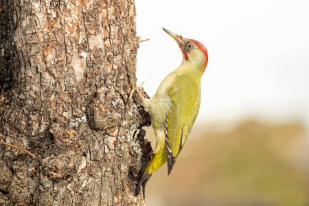 Green woodpecker male on a cold snowing January day in an oak forest mug #644980572